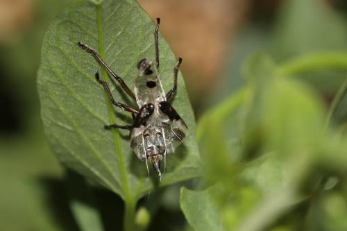 Réf. 241 151 : Lygaeus equestris
